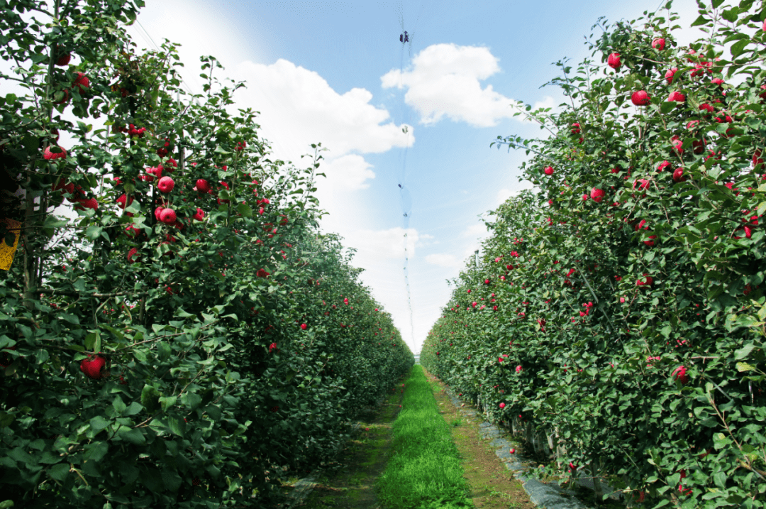 不是一棵棵,而是一排排,宁县的矮化密植自根砧苹果为何成为全国老大?_