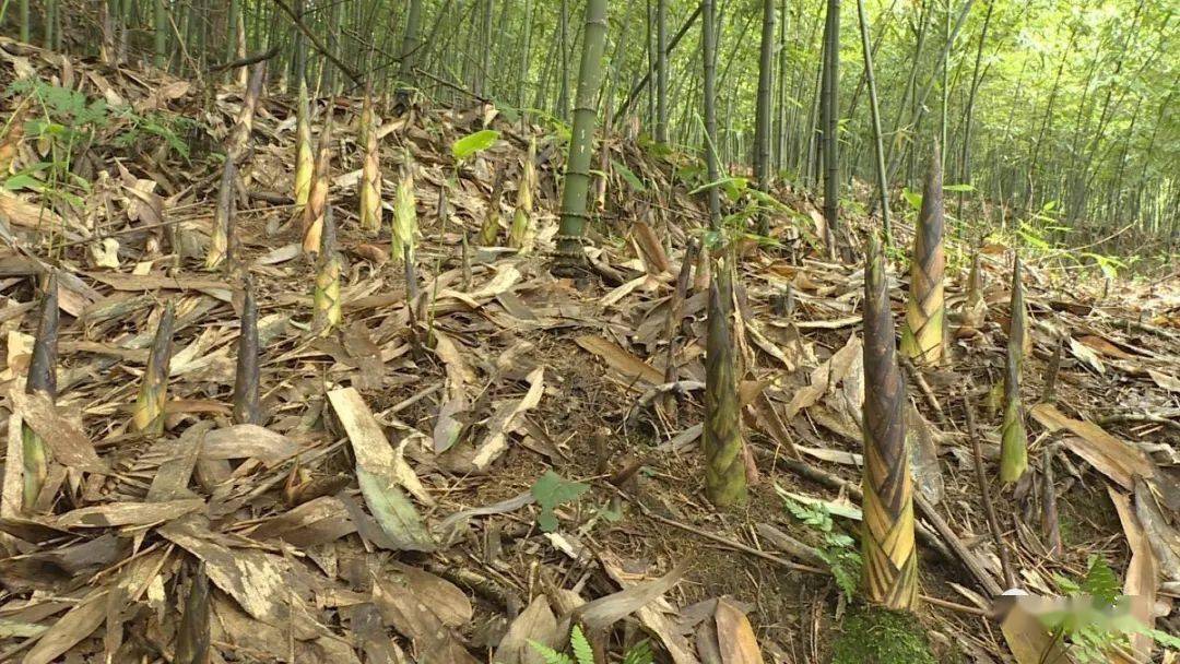 盐津新生村45万亩方竹林带动笋农增收致富