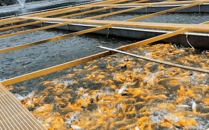 行业热闻25亩跑道养鱼养殖模式年产值达480余万元他是如何实现的