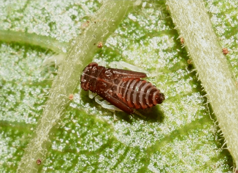 葡萄叶蝉全年最猛的一波进攻防不住树势垮