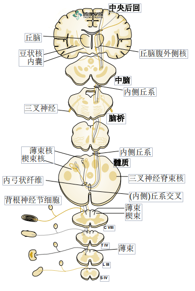 疼痛解剖学|后柱传导通路