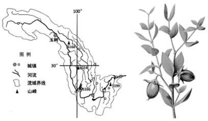霍霍巴是生长在美国西南和墨西哥西北一带干旱沙漠地区