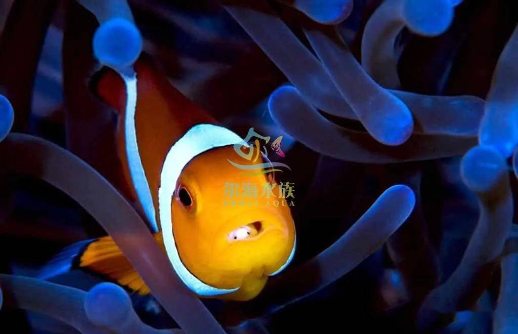 胆小慎入鱼类寄生虫之食舌虫