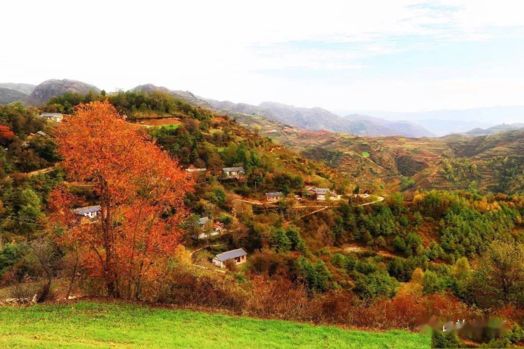 礼县白关镇秋日景色层林尽染五彩斑斓