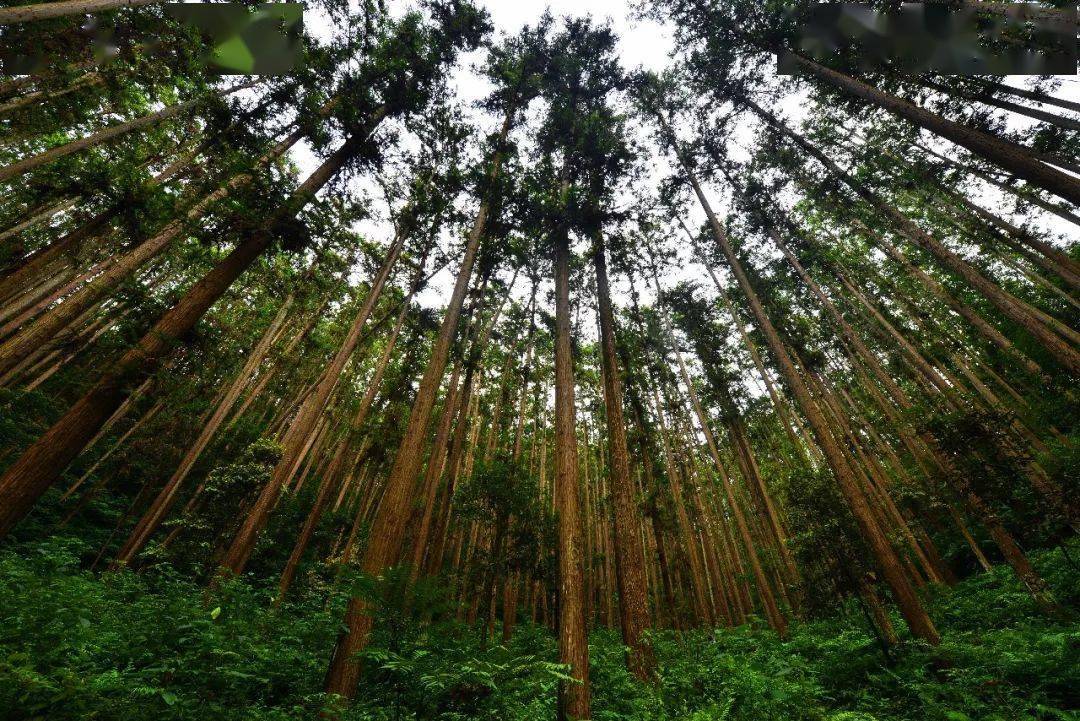 全区生态公益林面积达63.54万亩,国家级保护区1个面积14.