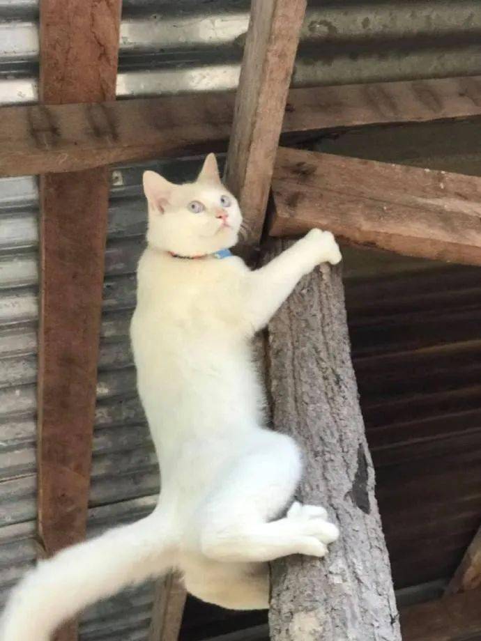 猫咪爬上柱子不敢下来,表情太可爱了