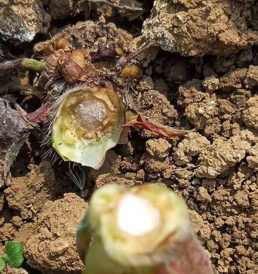 为什么叫"空心病",也有叫"断头病"的,是因为这种病