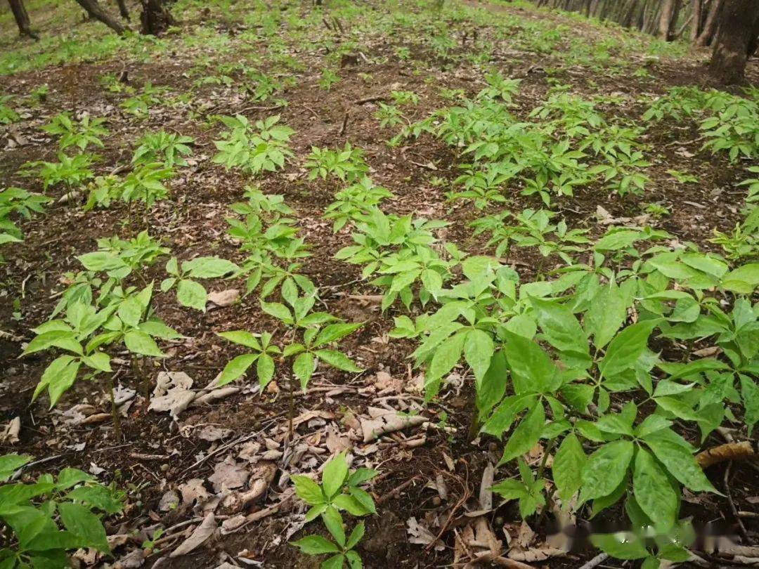 2020年5月14日五常市现场鉴定验收测量中药材林下参种植基地.