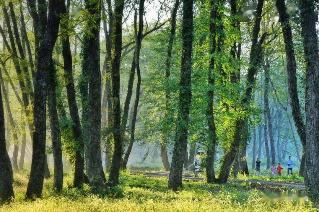 枫杨林望不穿的仙缘之约行摄16