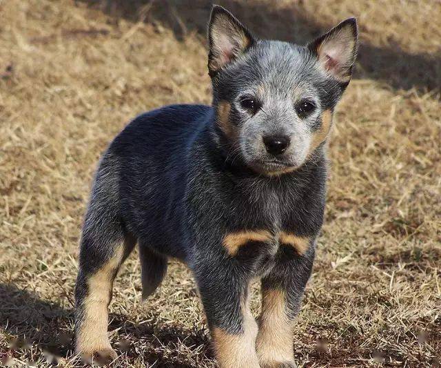 澳洲牧牛犬尽职尽责几乎能胜任各种工作