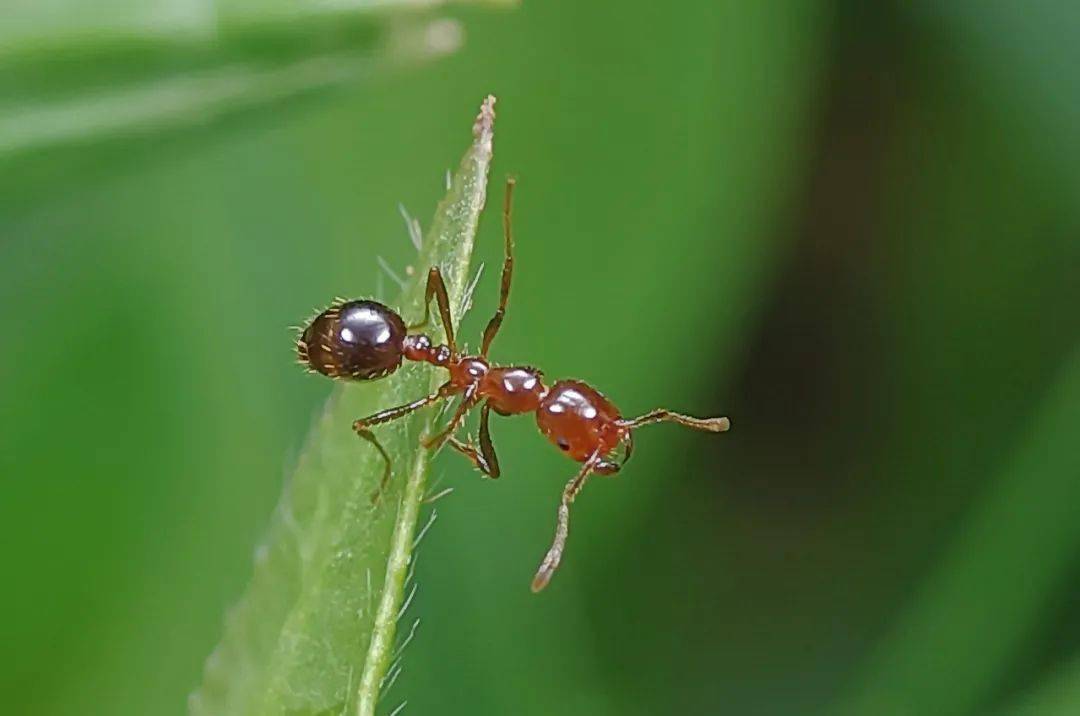 红火蚁在潮州路边看到这种小土堆要远离