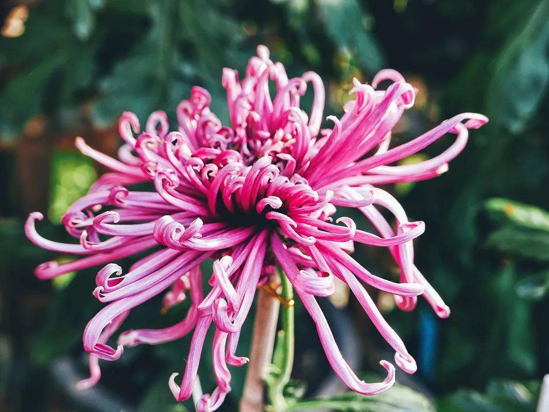 菊花花名场面图片