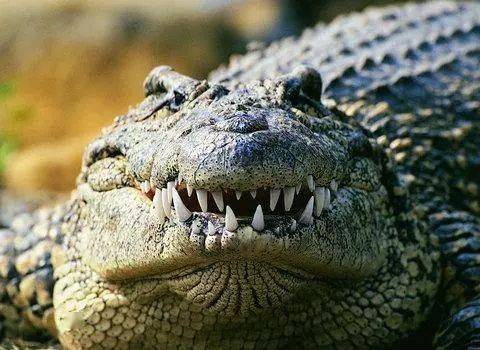 但成年鳄鱼十分凶猛近年来许多爱养宠物的人已不满足于养猫养狗,还
