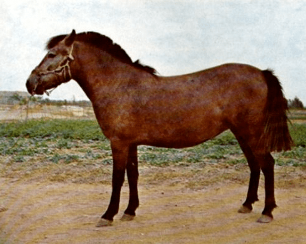 晋江马_手机搜狐网