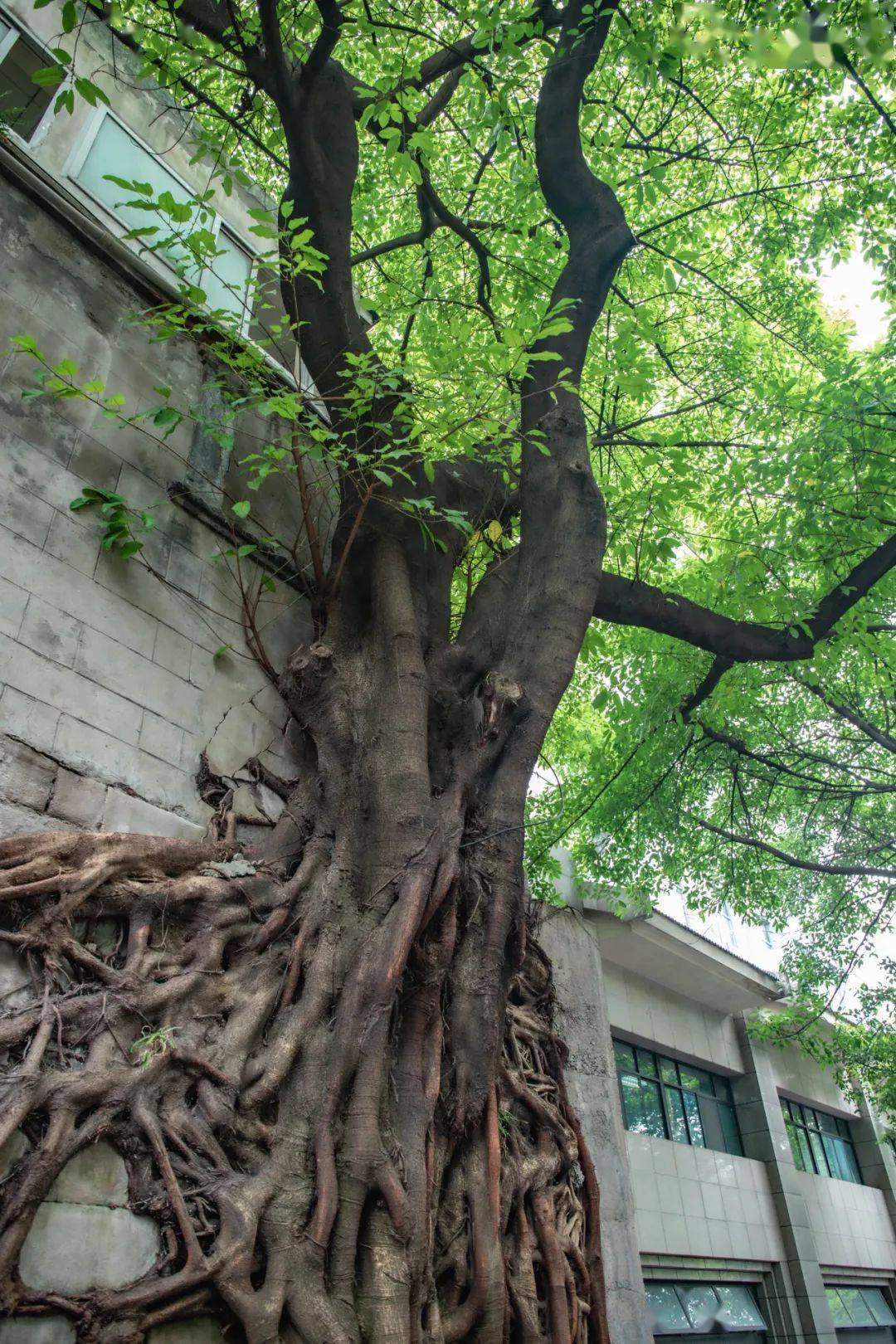 重庆市的市树图片