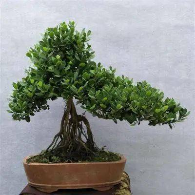 (图文)中华蚊母盆景的制作与养护