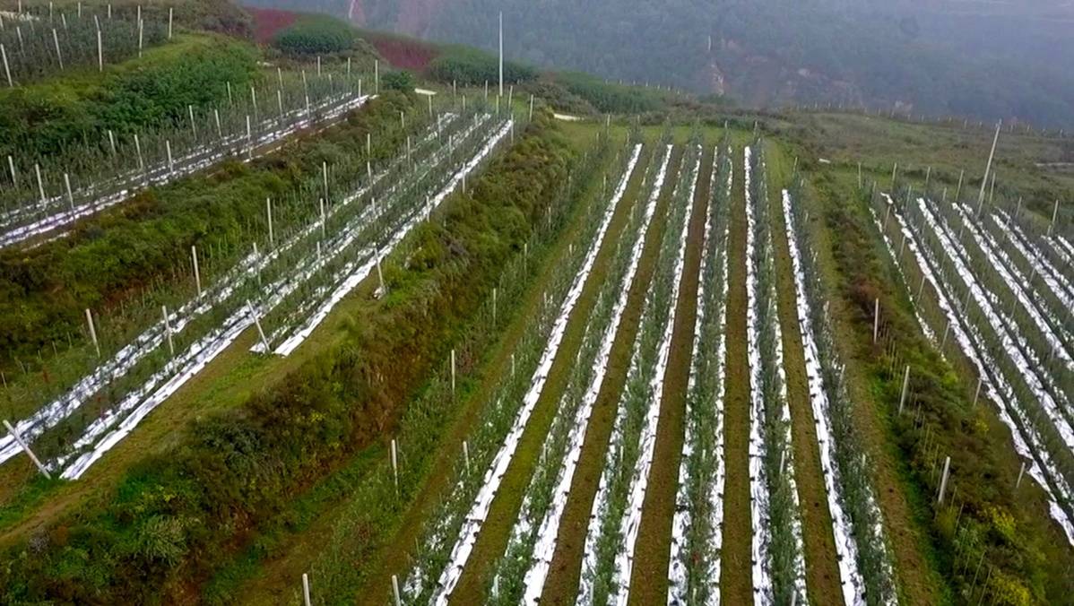 陕西千阳矮砧密植模式引领苹果产业发展转型升级