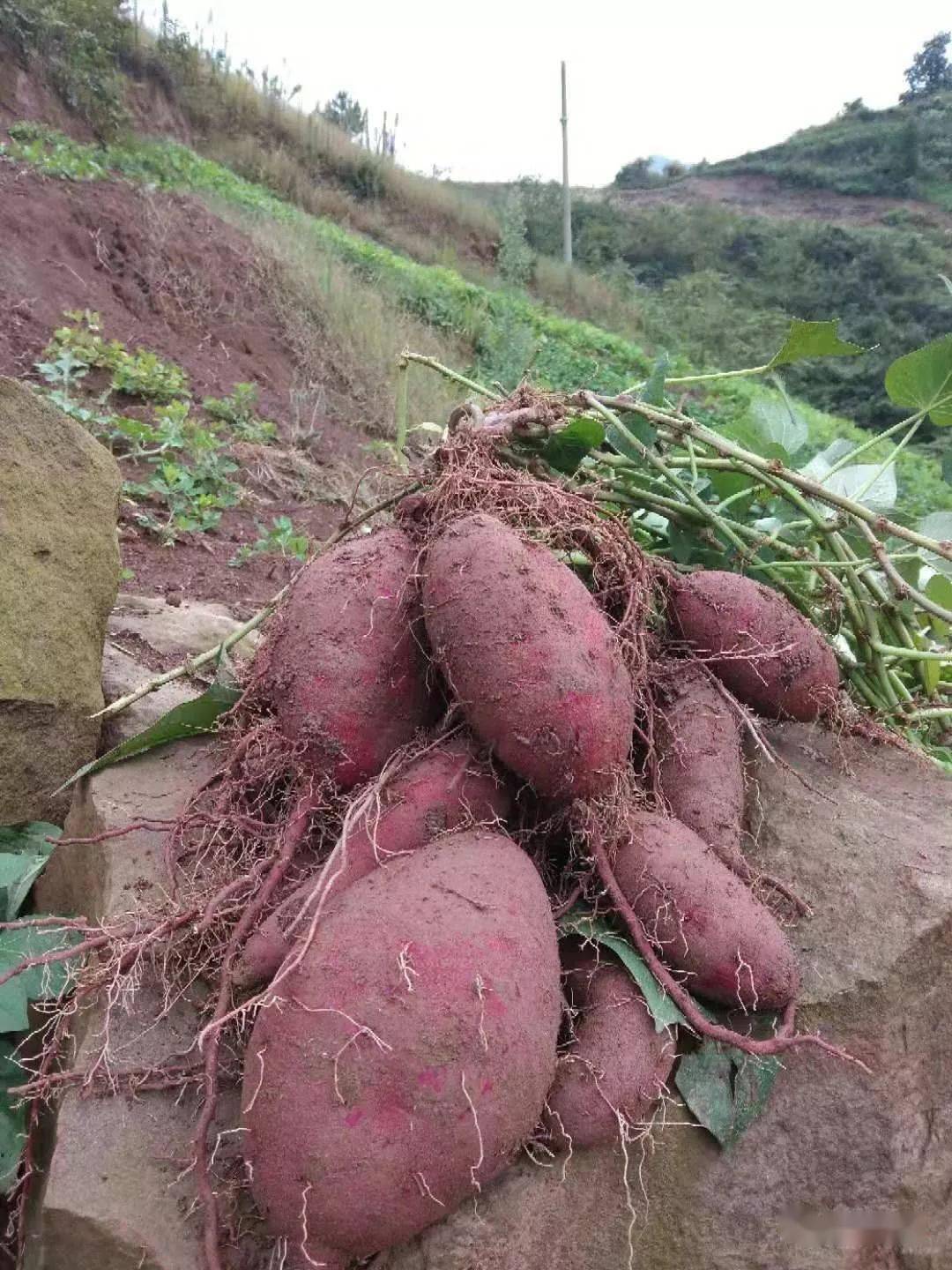 建南仙祠村有大量含硒紫薯你知道吗