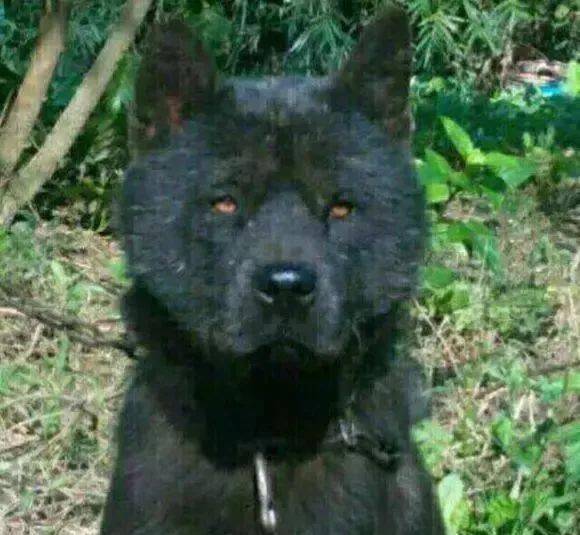 土狗相法之观眼篇有图有文如何挑选一只好狗你一读就懂