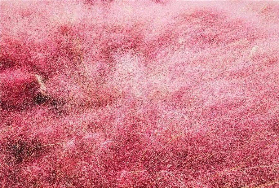 永城惊现粉色花海!赶快去打卡