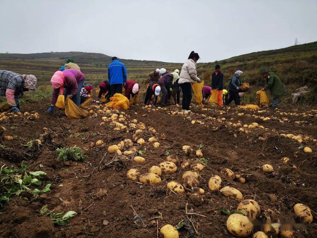 西吉这么大的挖洋芋摊场你见过吗?