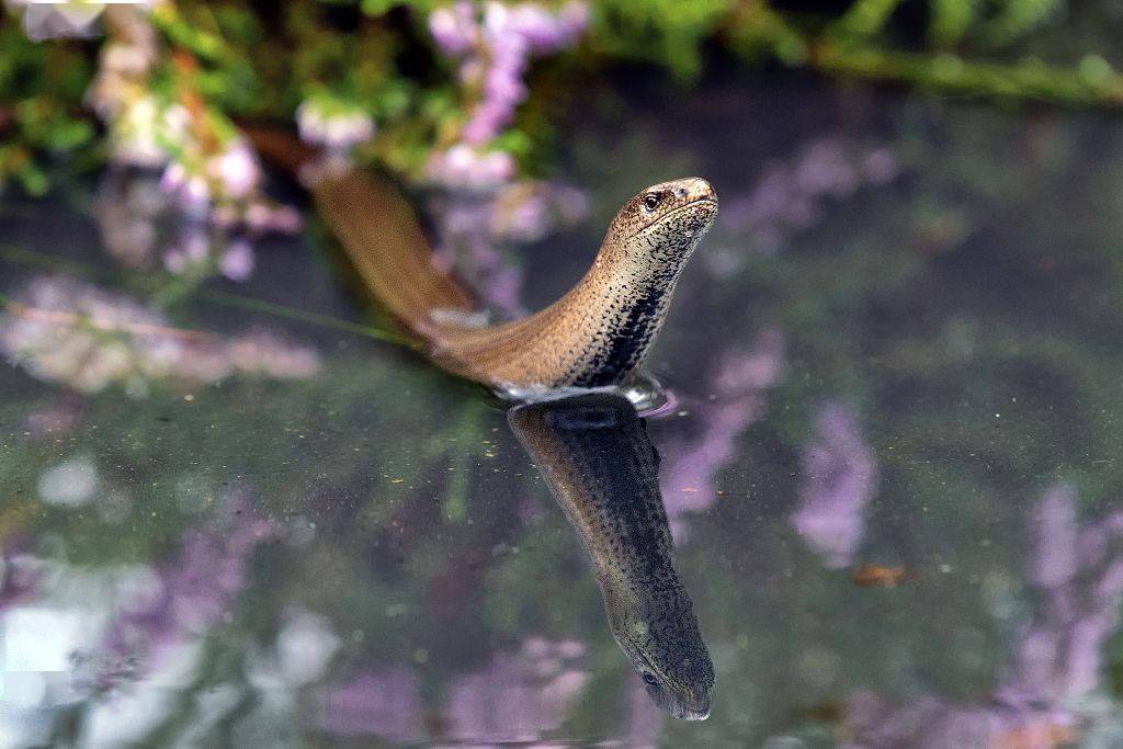 英国:蛇蜥水潭中探头 好似迷你水怪