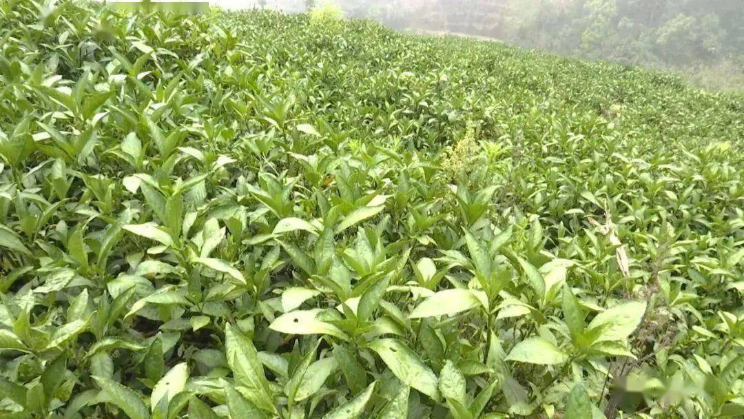 近年来,阿得博乡依靠得天独厚的资源优势,引进新品种南板蓝根,把发展