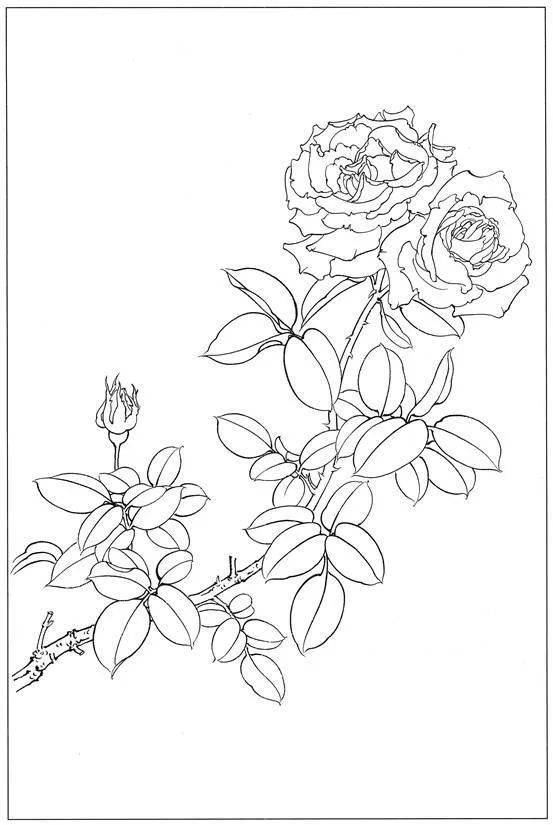 技法月季花工笔画技法简单易懂含白描稿示例