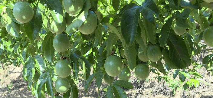 烟草种植:片片黄金叶,让牛街群众稳稳致富!