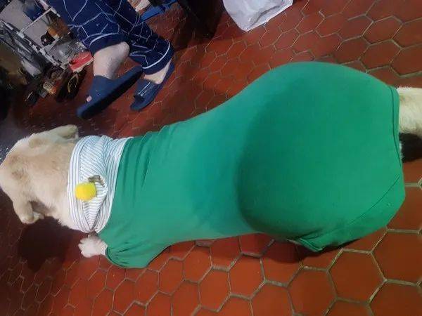 看到哥哥被打,35公斤胖拉激动肥臀阻挡,网友:哥哥被泰山压顶