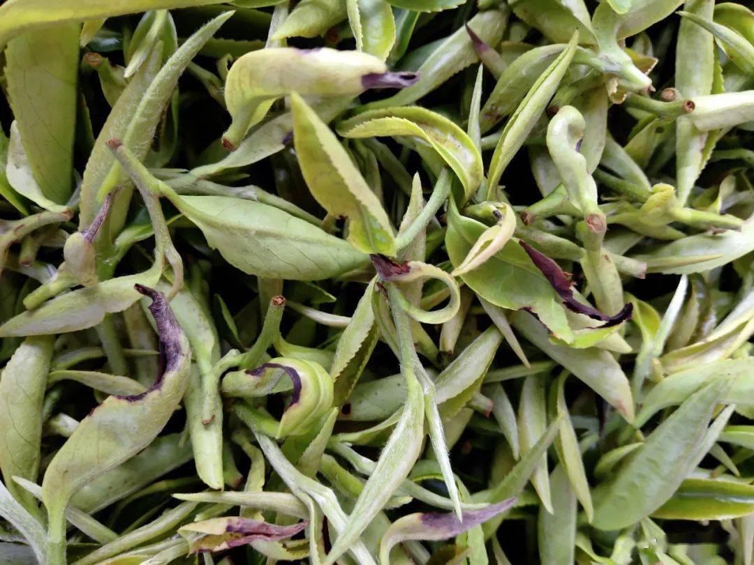 白溪林中著此身不与桃李混芳尘白溪金萱