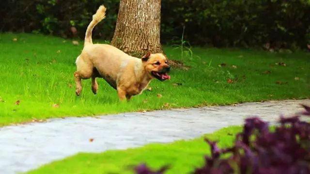出门的时候,可以随身背一个小包,把遛宠物需要的食物,水等等用品带上.