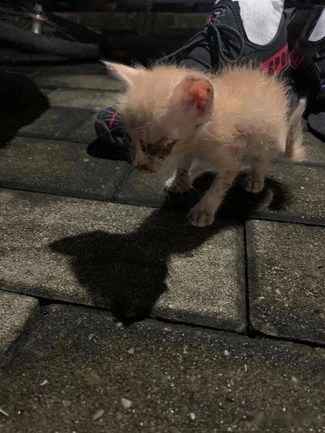 深圳一个绝处逢生的小流浪猫