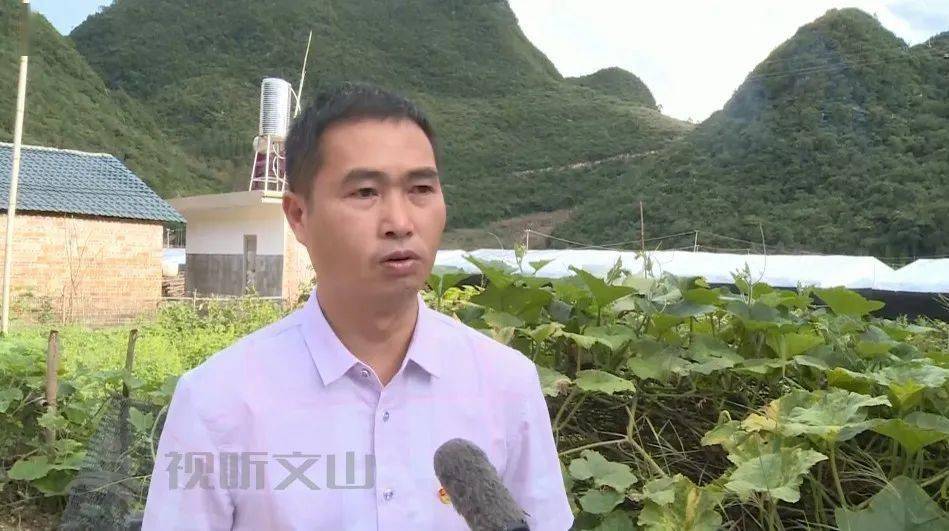 西畴县蚌谷乡乡长 张廷泽:" 2020年龙正村发展到132个大棚,全乡有197