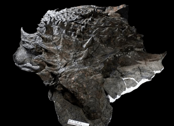 加拿大发现1亿年前的恐龙化石皮肤完整无缺鳞片栩栩如生