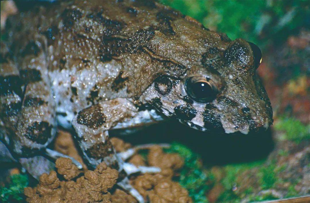 什么,大海里居然有青蛙?