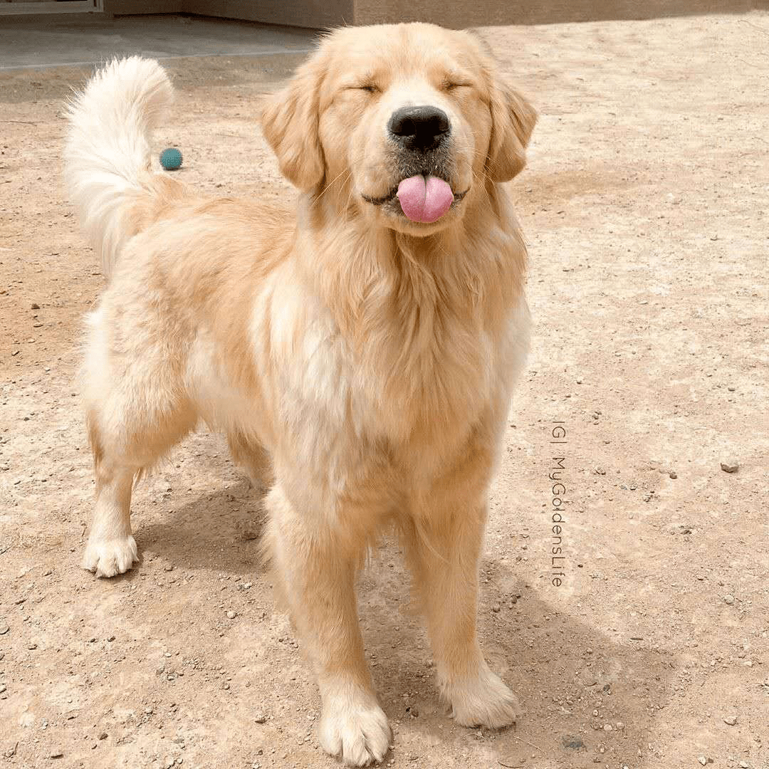 真憨批大金毛总是耷拉着舌头一脸无辜卖萌的样子太致命了