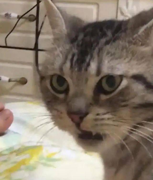 猫咪闻了铲屎官的大腿,抬头那一刻表情让人笑喷,猫:我闻的是啥