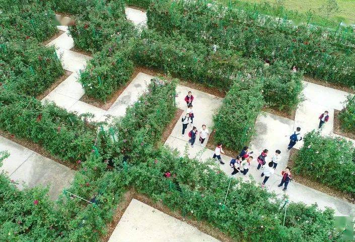 多彩天香湾研学花丛中挑战大迷宫
