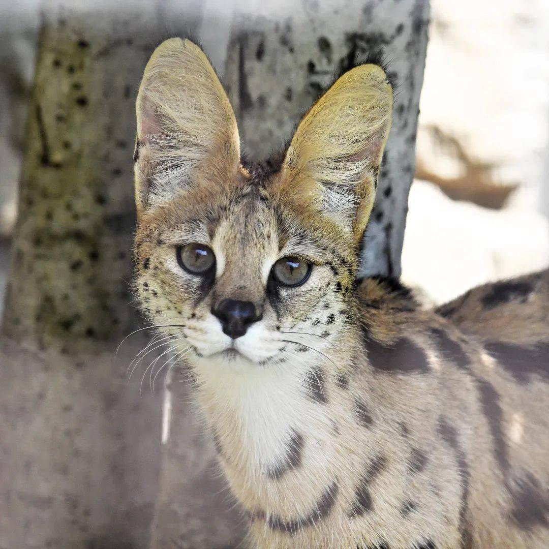 过分可爱天生自带大蝴蝶结的大猫