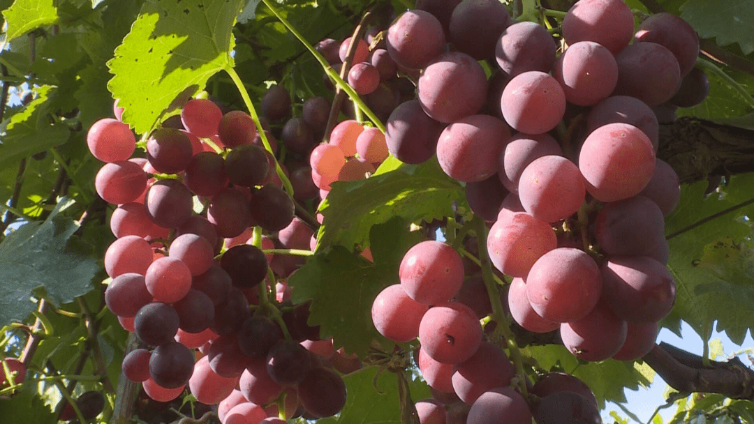 龙口这种葡萄上市啦!很多人都爱吃,价格…_手机搜狐网