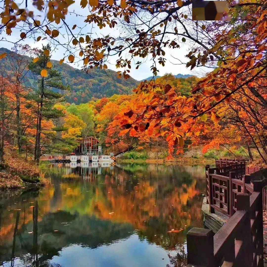 遠比春花更妖嬈以白雲為背景襯托下的紅葉藍天白雲下,山嵐雲海間深秋