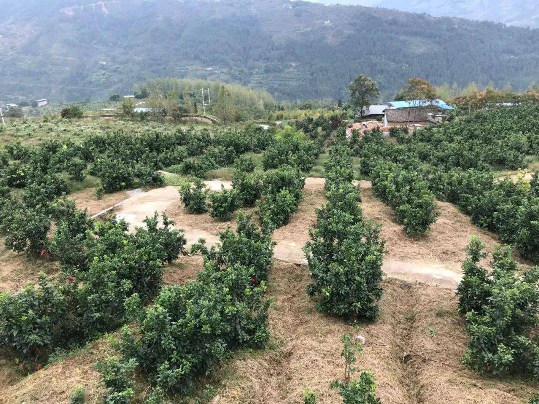 云阳人疯抢毛坝的三红蜜柚正式开摘又大又甜又便宜