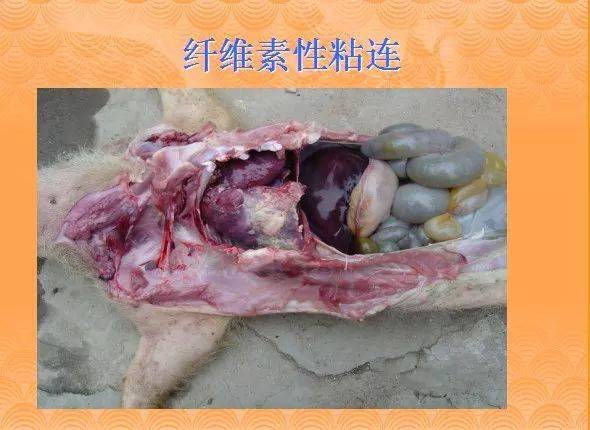 猪肺疫图片 解剖图图片