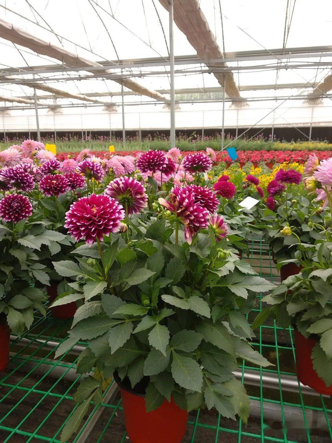 2021年首批无性大丽花种苗火热预定中