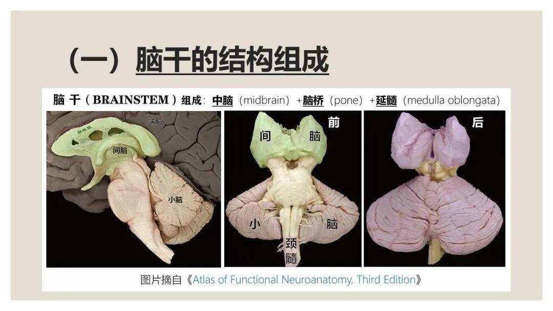 脑干精细解剖