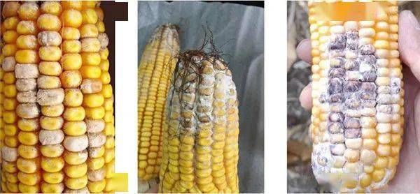 镰刀菌穗腐病:发病症状和条件玉米穗腐病的发生和流行与生长环境,气候