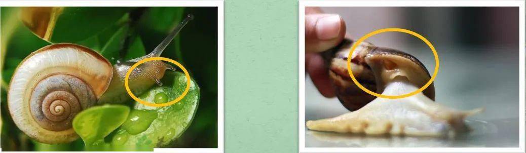 实际上,蜗牛是用另一个叫做的"呼吸孔"的地方进行呼吸的.