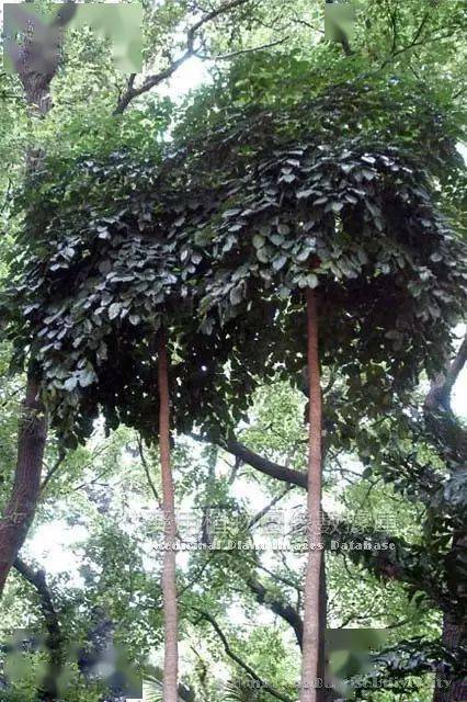 每天最少学一味中药木蝴蝶