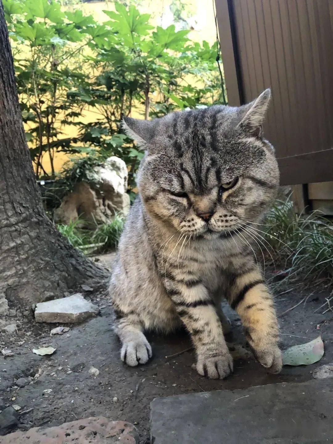 啥咯惠山寺网红大猫咪惨遭团伙霸凌全城求助帮帮大师兄